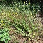 Crepis foetida Hábito