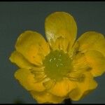 Ranunculus alismifolius Fiore