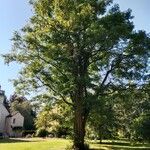 Robinia viscosa Habit