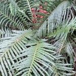 Blechnum brasiliense आदत