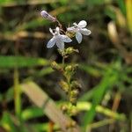 Lobelia spicata Staniste