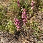 Anacamptis sancta Blomst