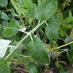 Salvia discolor Feuille