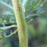 Achillea millefolium Bark