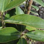 Acokanthera oppositifolia Leaf