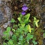 Pinguicula grandiflora Fula