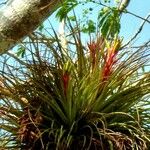 Tillandsia fasciculata Yaprak