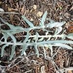 Rhaponticum coniferum पत्ता