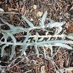 Rhaponticum coniferum Blatt