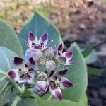 Calotropis proceraÇiçek