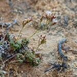 Limonium minutum Fiore