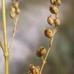 Silene exaltata Other