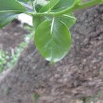 Dovyalis caffra Blatt