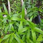 Pentstemon x hybridus Likasa