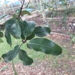 Pittosporum ralphii 葉