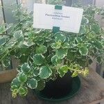 Plectranthus forsythii