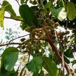 Hyperbaena tonduzii Fruit