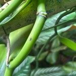 Vanilla planifolia Bark