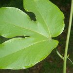 Passiflora platyloba Blad