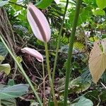 Anthurium formosum 形态