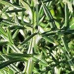 Cynara humilis Bark