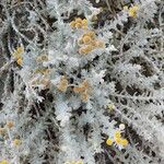 Achillea maritimaFlower