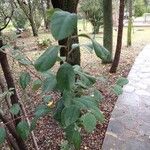 Cotoneaster zabelii Blad