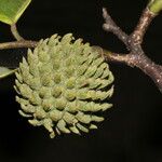 Annona holosericea