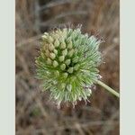 Allium sphaerocephalon Blodyn