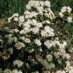 Kalmia buxifolia ശീലം