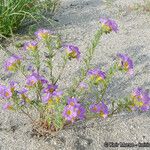 Phacelia bicolor आदत