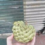 Annona squamosaOvoce