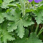 Geranium ibericum Лист