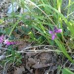 Polygala nicaeensis Цветок