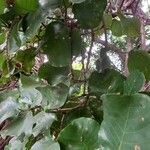 Coccoloba caracasana Hoja