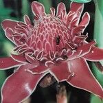 Etlingera elatior ᱵᱟᱦᱟ