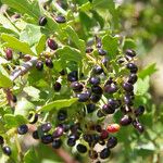 Searsia tripartita Fruit