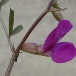 Vicia pyrenaica Flor