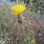 Centaurea sulphurea 花