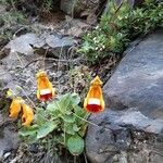 Calceolaria uniflora Цветок