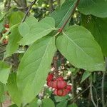 Euonymus latifolius Лист