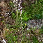 Campanula spicata Plante entière