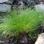 Isolepis cernua برگ