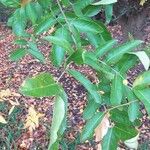 Gleditsia sinensis Blad