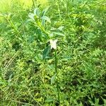 Scoparia dulcis Flower