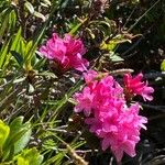 Rhododendron ferrugineum Cvet