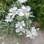 Cerastium tomentosum Blomma