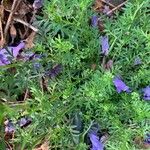 Lepidium didymum 葉