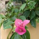 Bougainvillea spectabilisപുഷ്പം