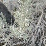 Artemisia tridentata ഇല